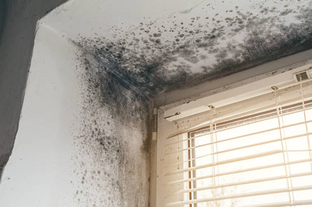 Affordable Mold Remediation solutions in Andover, MN